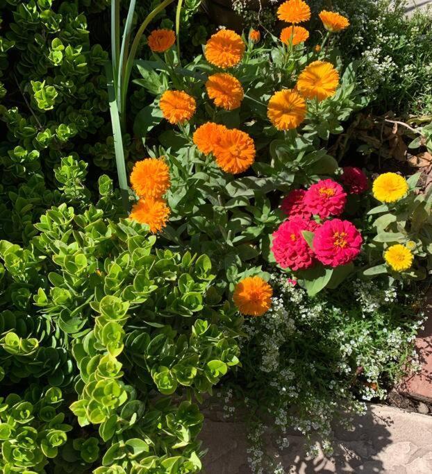 Encanto Cactus Flower Casita Phoenix Exteriör bild